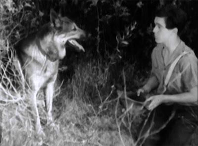 Wolf Dog--Rinty and Darro