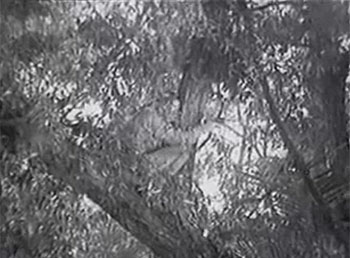 Fighting Marines--Withers in tree