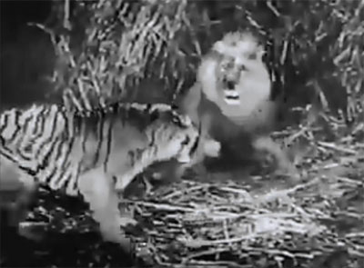 Jungle Drums of Africa--lion and tiger