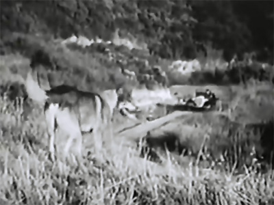 Radio Patrol--Irish waits in ambush