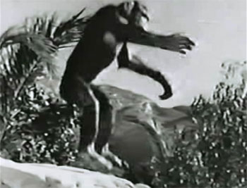 King of the Congo--Chimp Chorus