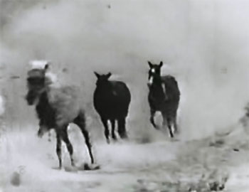 King of the Congo--horses