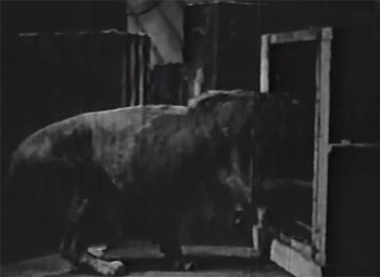 King of the Wild--lion in hold 1