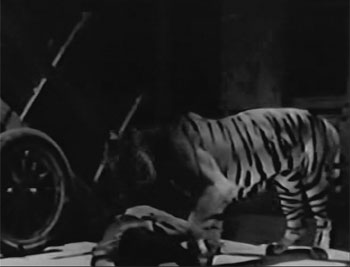 Captain Africa--tiger 2