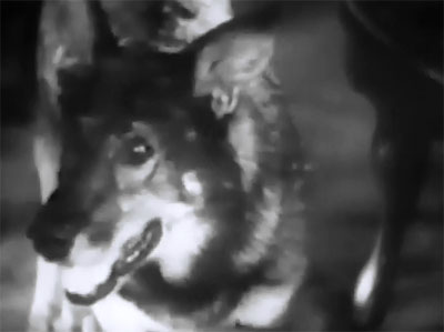 Lone Defender--Rin Tin Tin