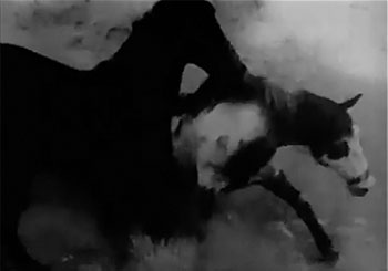 Law of the Wild--stock fight