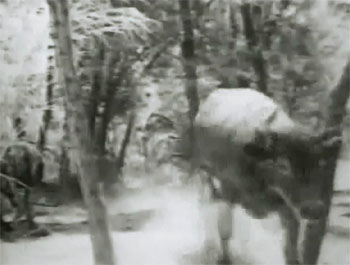 Young Eagles--jungle 1