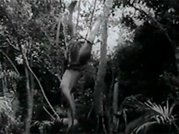New Adventures of Tarzan--drop from vine