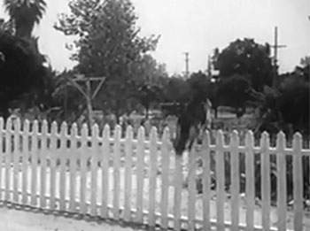 Rex and Rinty--fence jump